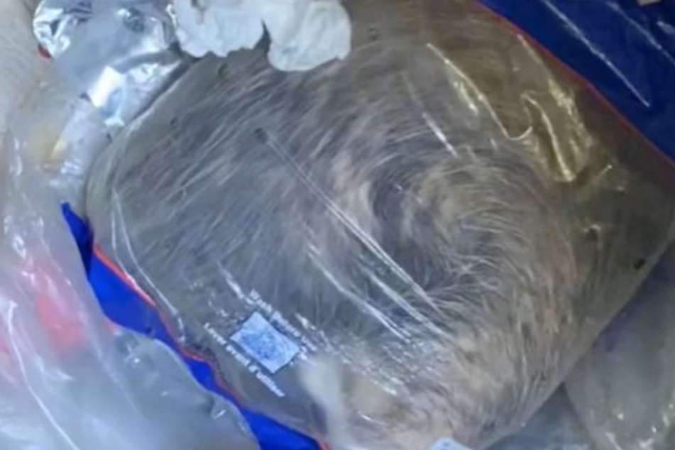 Bag of fur comes alive in hilarious TikTok with a twist ending