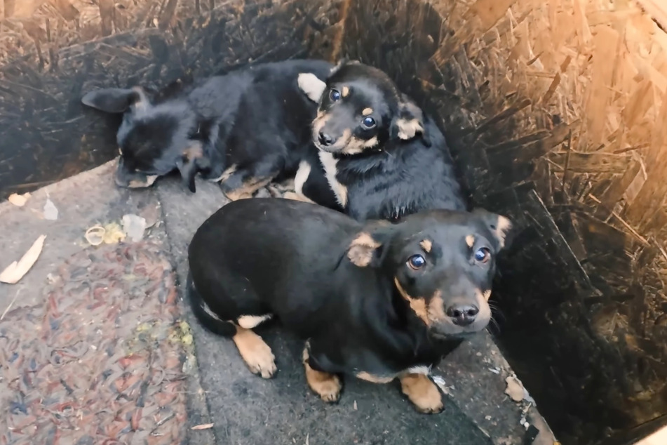 Only three of the six dogs were still alive, but one of them was struggling on the brink of death.