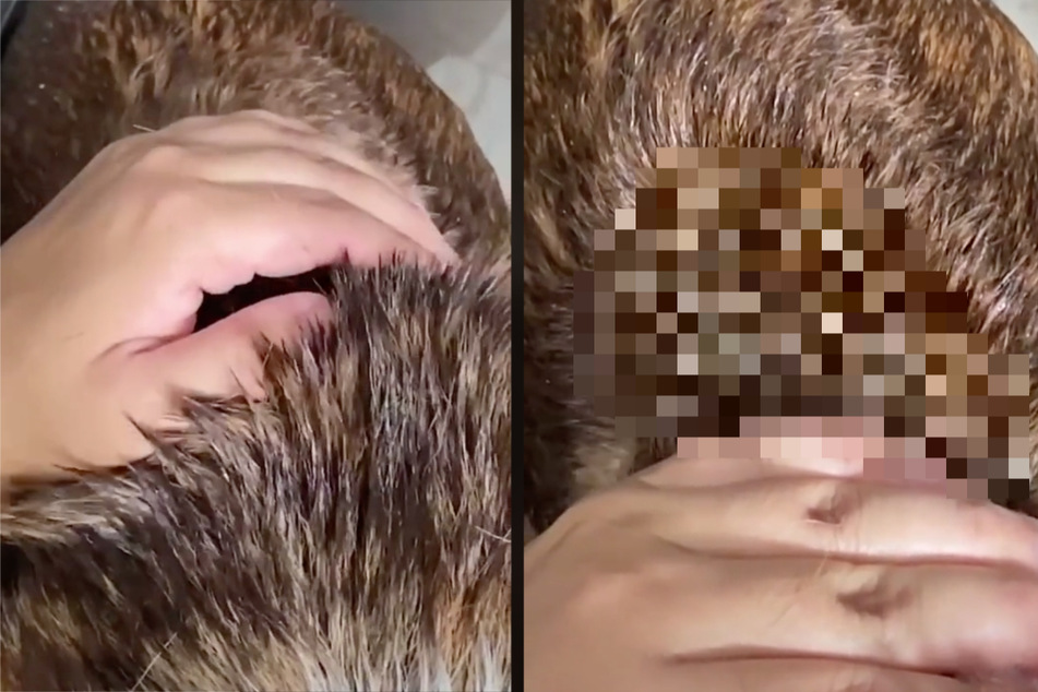 Man makes disgusting discovery in his dog's fur