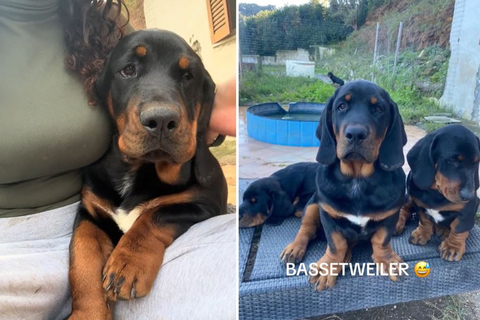 The mixed-breed pups have sparked some concern among TikTok users.