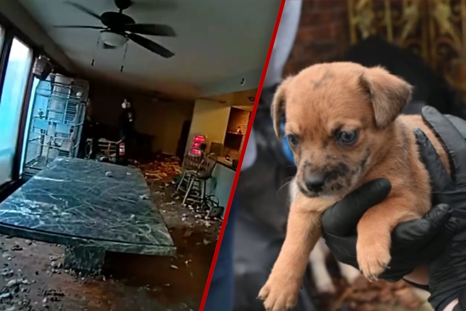 61 dogs and three cats saved from deadly ammonia-filled house of horrors – what happened here?