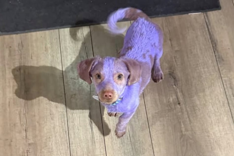 Benny the dog hasn't gotten rid of the purple color yet, but it's just a matter of time.