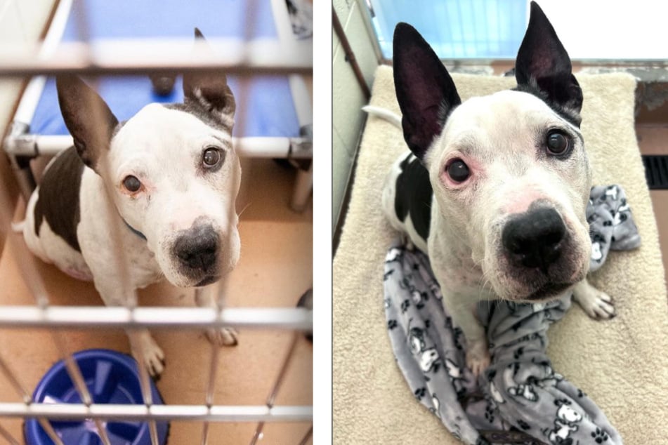 Snoopy is a lovable dog who has not been lucky enough to be placed in a forever home.