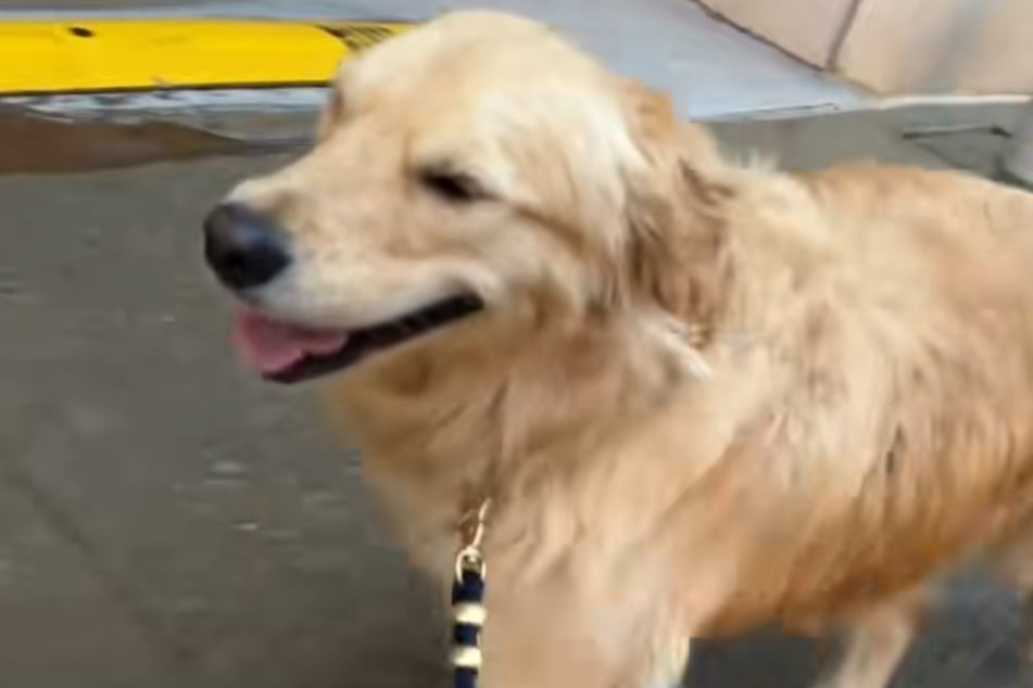 Many users – and Burrow the dog's owner – interpret the Golden Retriever's expression as one of contentment.