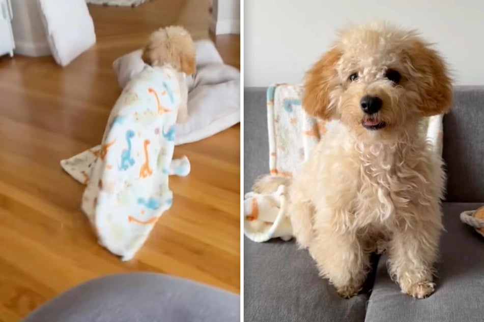 Mushi the seven-month-old puppy dog is new to his family, but he's already gotten the hang of napping it up like a pro.