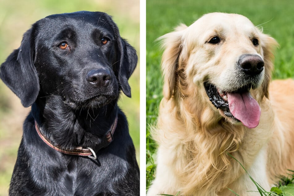 Black labrador and golden retriever mixed doggos have dark coats with sunny personalities