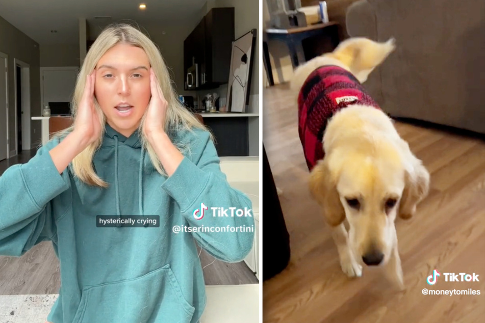 A TikToker's ex sued her for $5,000 after she refused to hand over the precious pup.