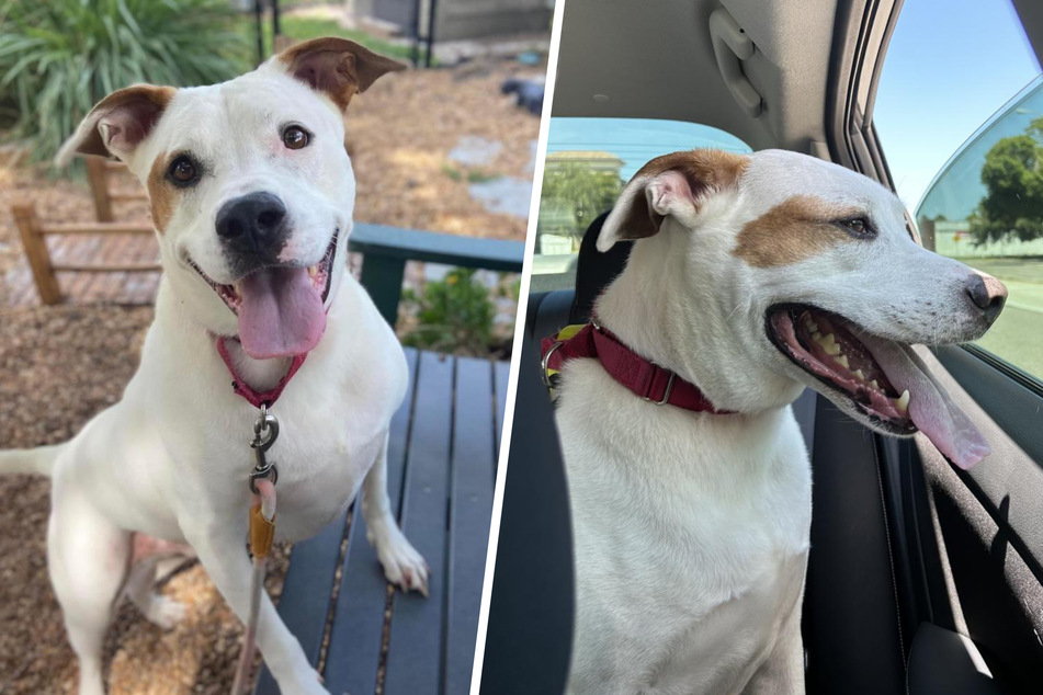 Shelter dog gets brief glimpse of freedom before having dreams cruelly dashed