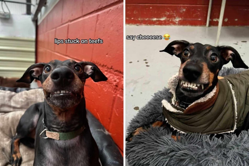 When this dog mom started leaving her pup at daycare, she never expected the hysterical photoshoot that was to come.