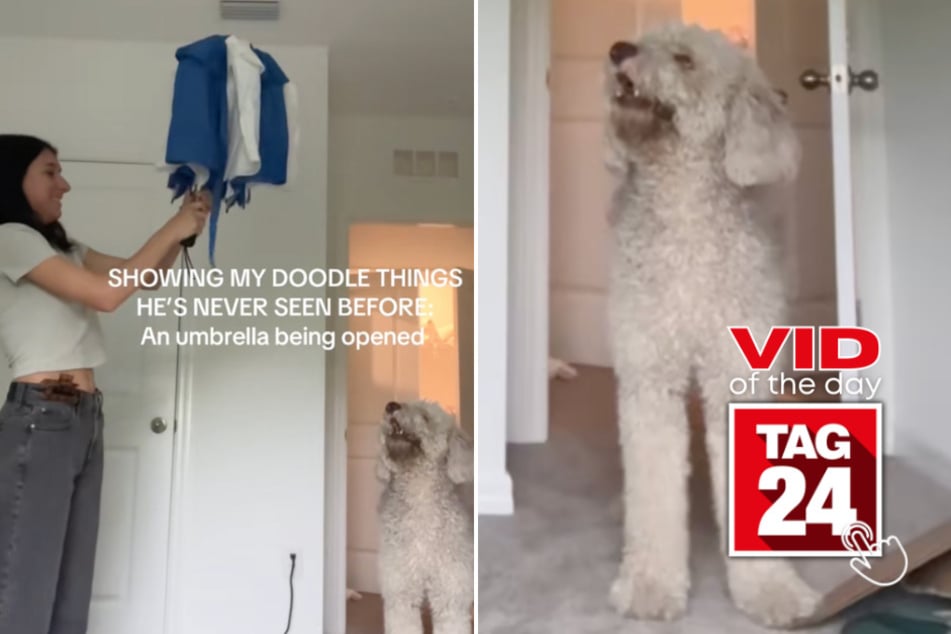 Viral Video of the Day for June 4, 2025: Dog in utter shock after owner opens umbrella inside!