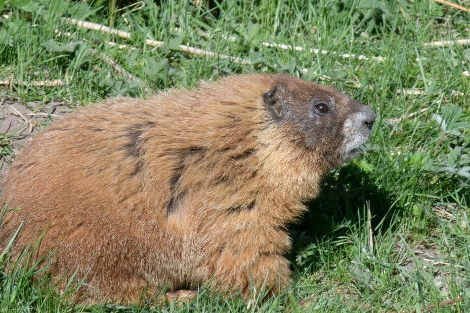 A marmot named Dawn is part of the colony studied in Colorado.