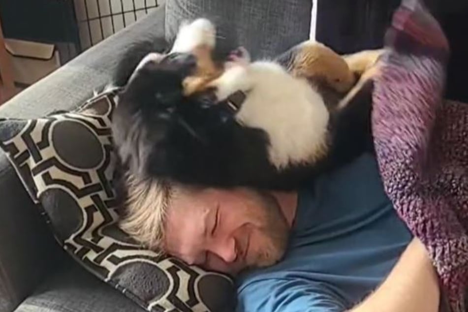 Levi's human wants to nap, but Levi has other ideas.