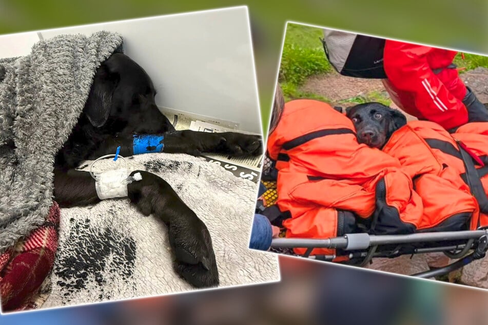 Dog suddenly collapses on a mountain hike – can rescuers get to her, or is it already too late?