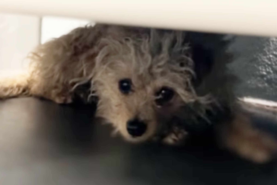 Isabelle the dog was very scared at the shelter.
