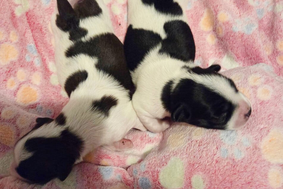 The little fur babies don’t look much like their mother.