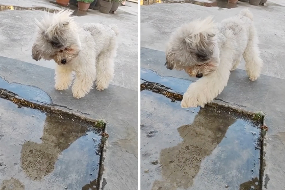 This precious pup hardly recognizes itself in a reflection!