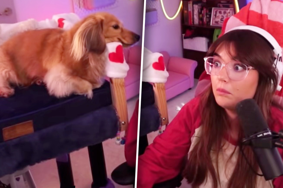 Dachshund hilariously upstages her Twitch streamer owner in viral clip