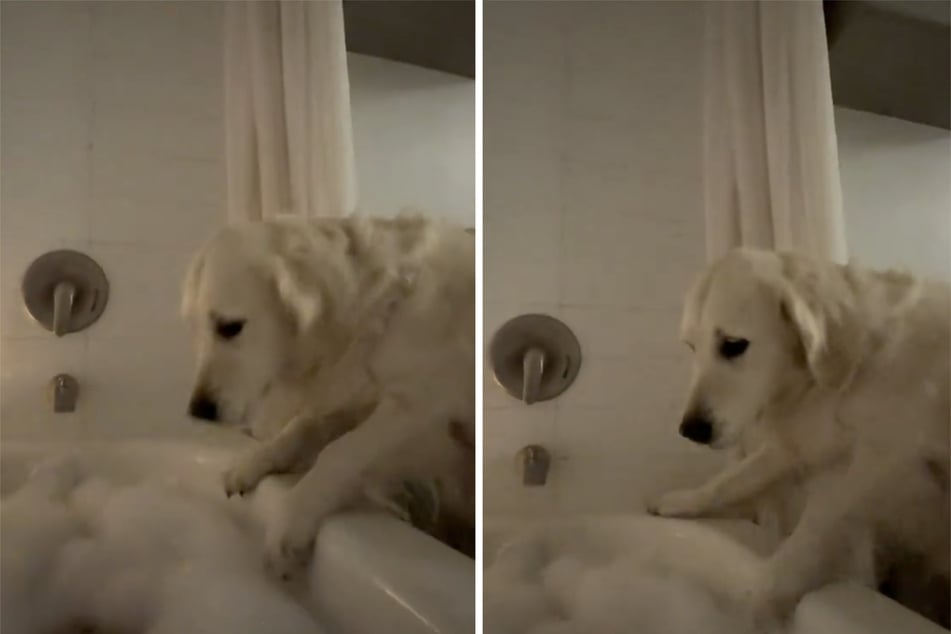 Golden Retriever crashes owner's bath in hilarious viral clip