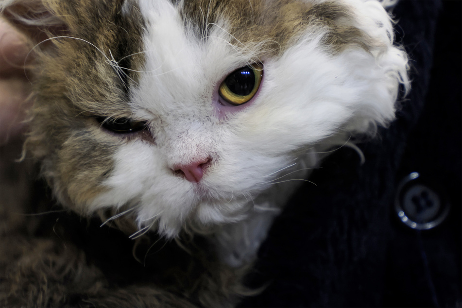 Long-haired Selkirk rexes are some of the fluffiest cats around, and have fur like wool.