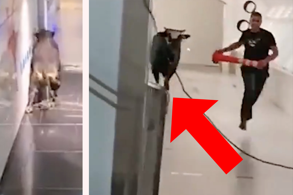Charging bull breaks loose in Israeli bank and wreaks havoc!