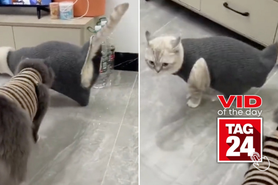 Viral Video of the Day for August 29, 2023: Dressed up cat moonwalks like a smooth operator!