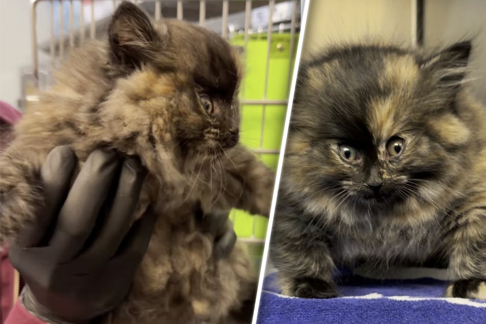 Kitten appears "inflated" like a balloon – and makes a shocking transformation!