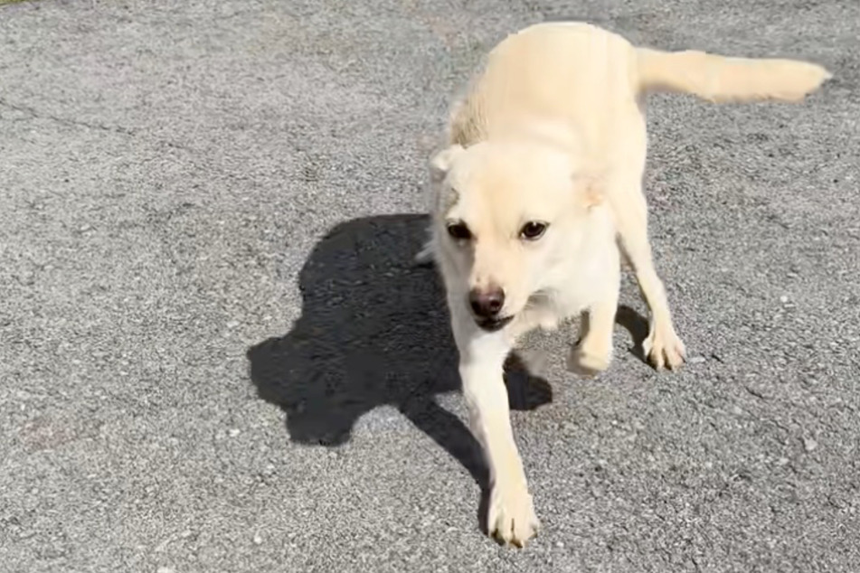Little Coconut has had to go through a lot.
