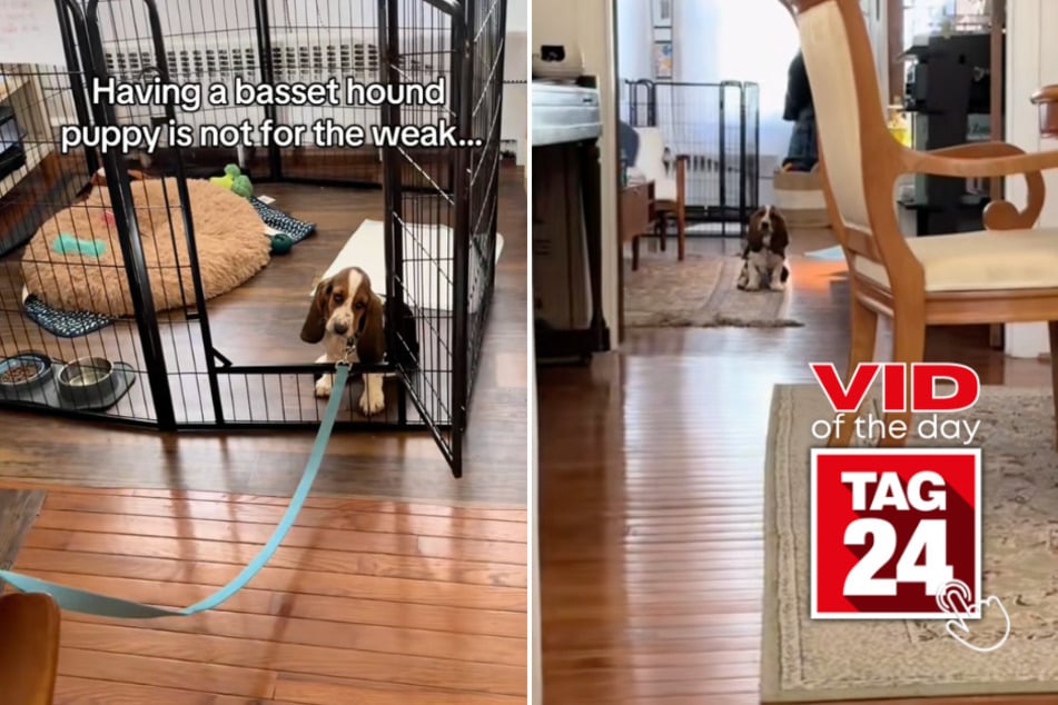 Viral Video of the Day for March 20, 2025: Dog has hilariously sassy reaction to going outside!