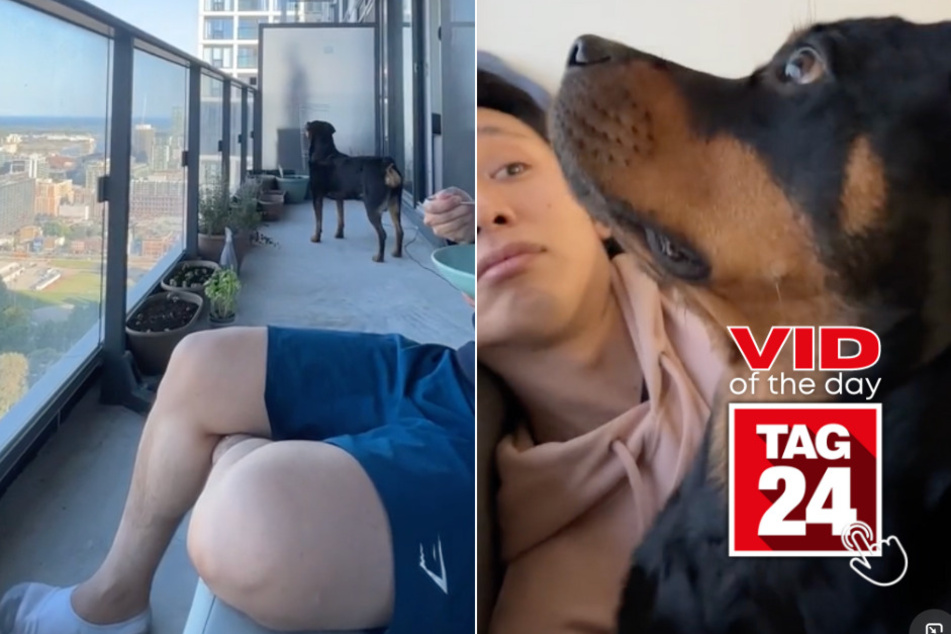 Viral Video of the Day for August 29, 2024: Dog left shell-shocked after seeing the moon in the daytime!