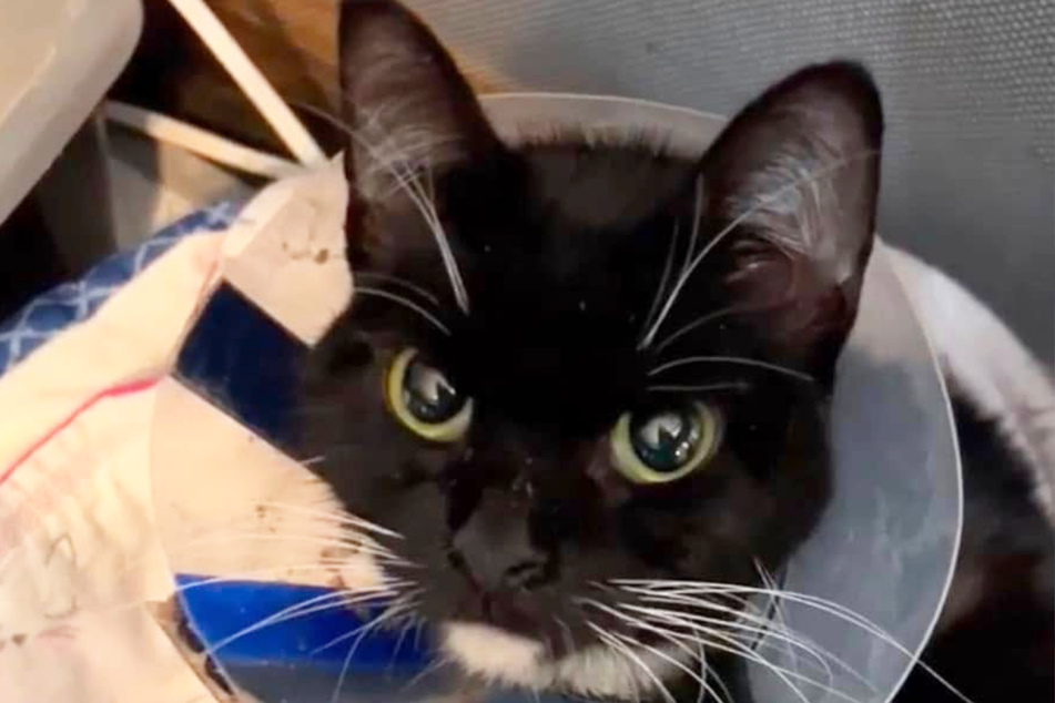 Birthday the cat finally has a happy ending with the loving owner she deserves.