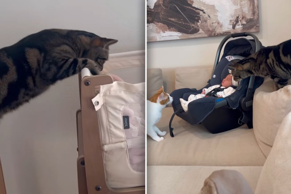 These cats have the internet swooning over their reaction to the new baby!