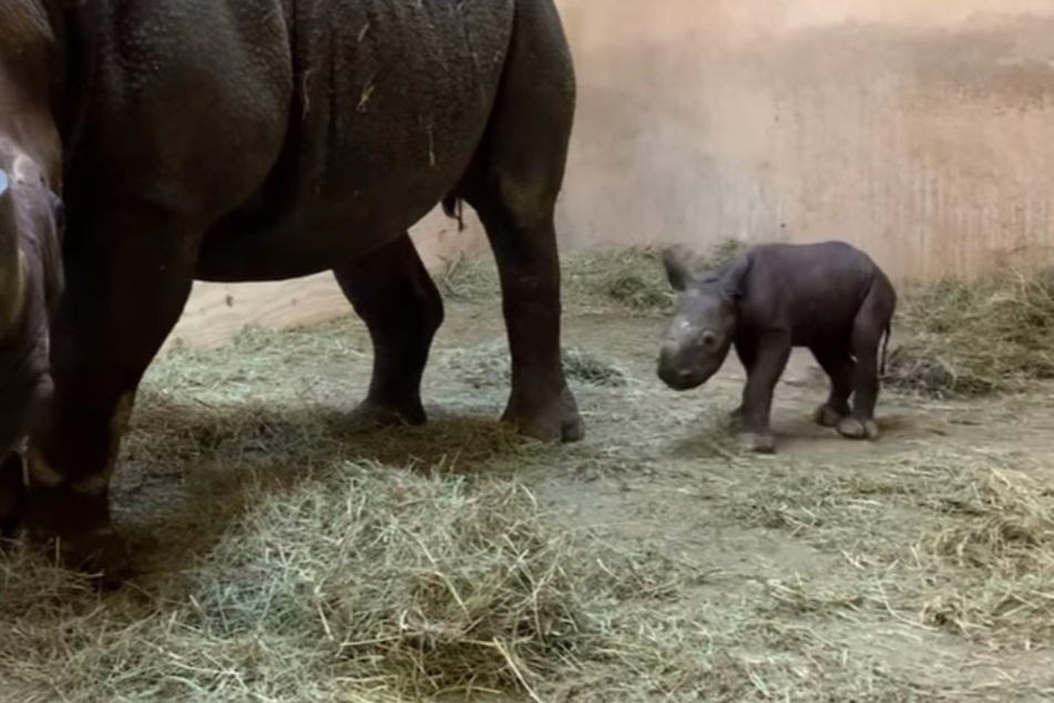 Immaculate conception? Kansas zoo gets big baby surprise!