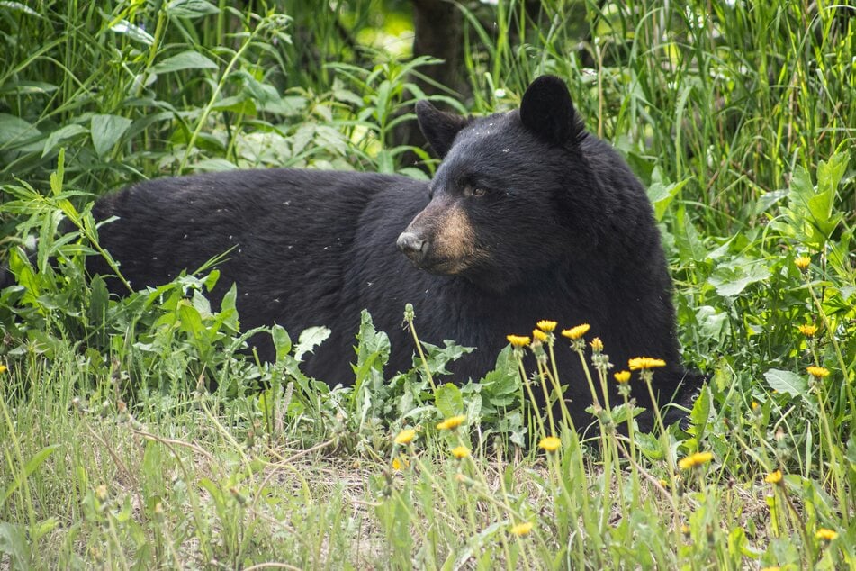 Bear sightings are at a record high, due in part to drought conditions. (Stock photo)