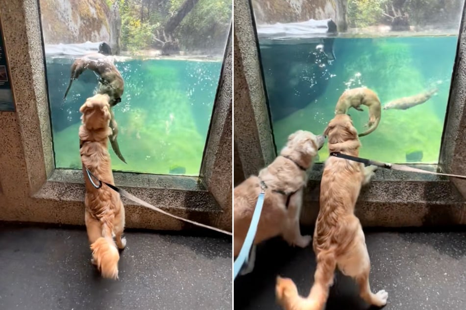 Dogs make fast friends with playful otters in enchanting viral video: "Land puppies, meet water puppies"