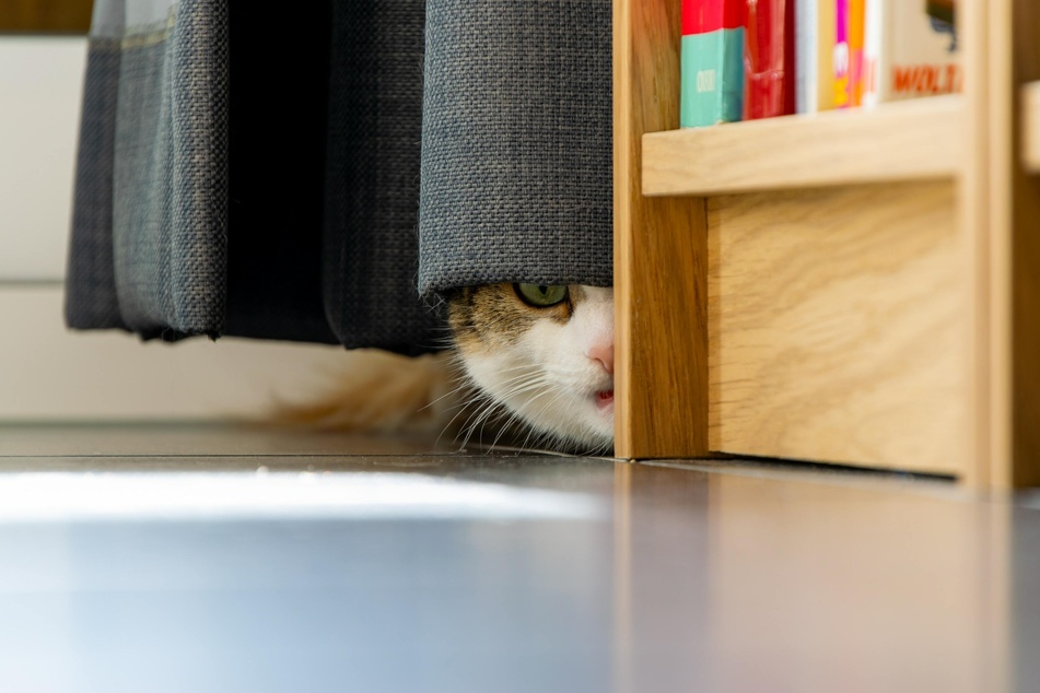 Cats often get aggressive when they experience fear.