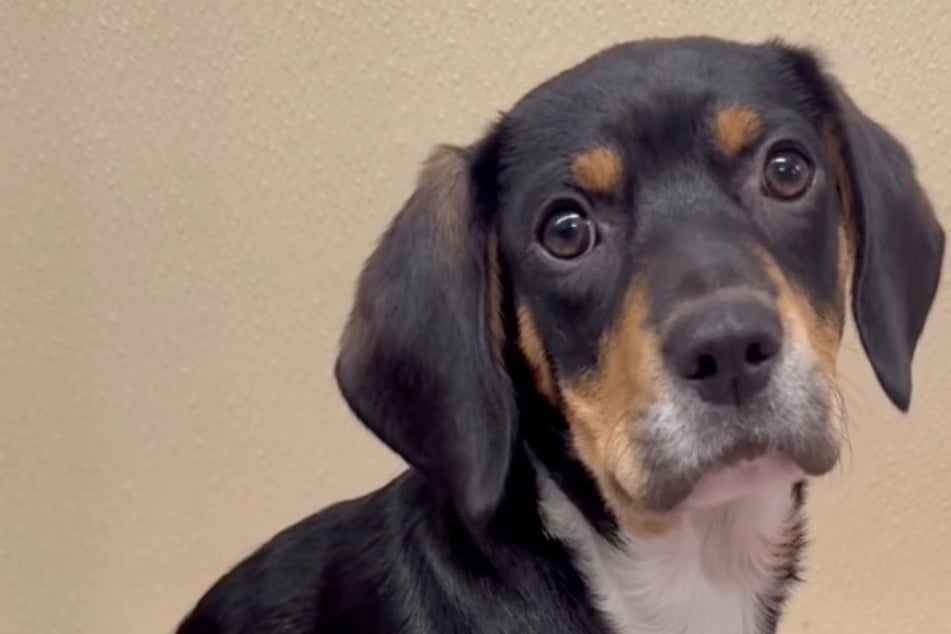 Rescue dog's reaction to getting stood up by potential adopters breaks hearts