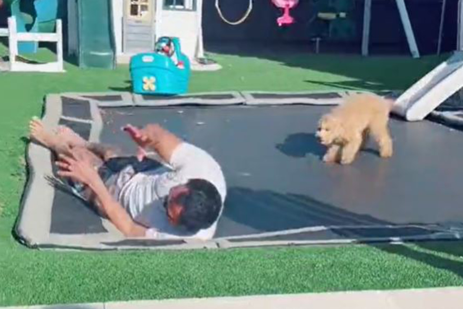 In the end, gravity ensured that both the man and his dog returned to the ground.