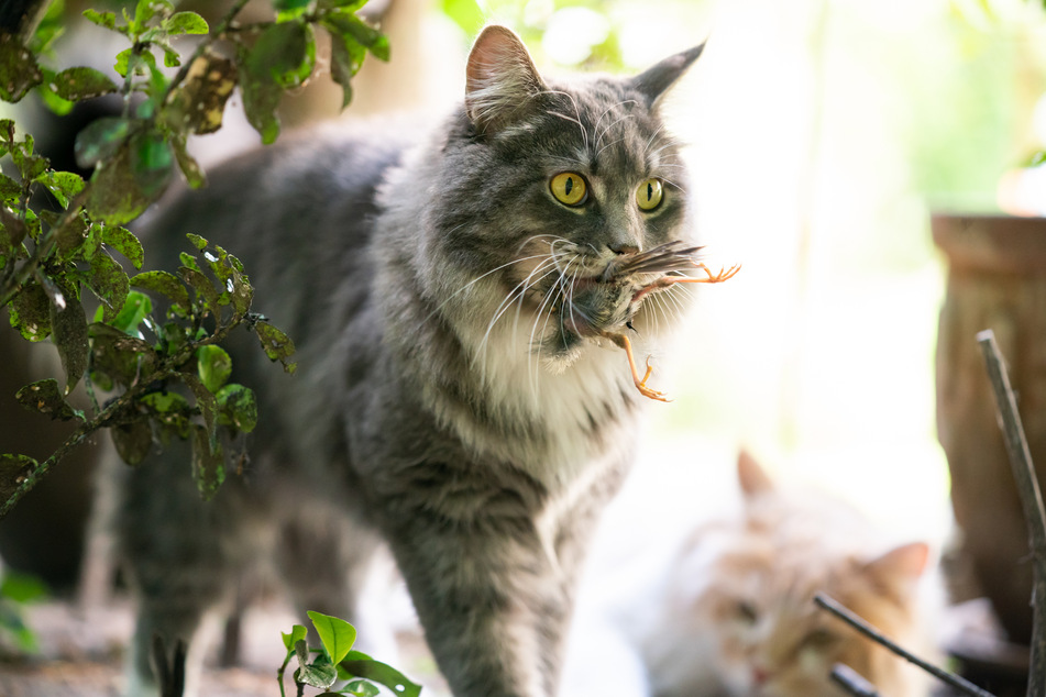 In the yard, cats have the opportunity to hunt birds and other animals.