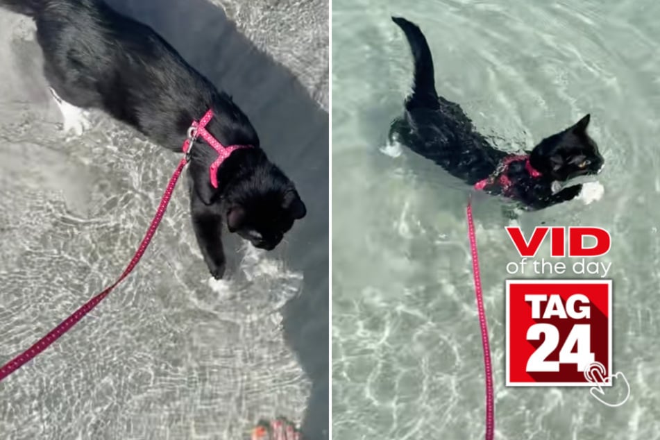 Viral Video of the Day for April 13, 2026: Cat takes his first swim at the beach – and absolutely loves it!