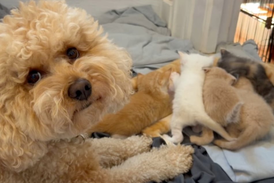 Ted seems to think he's the kittens' dad, as the dog is always lovingly caring for them.
