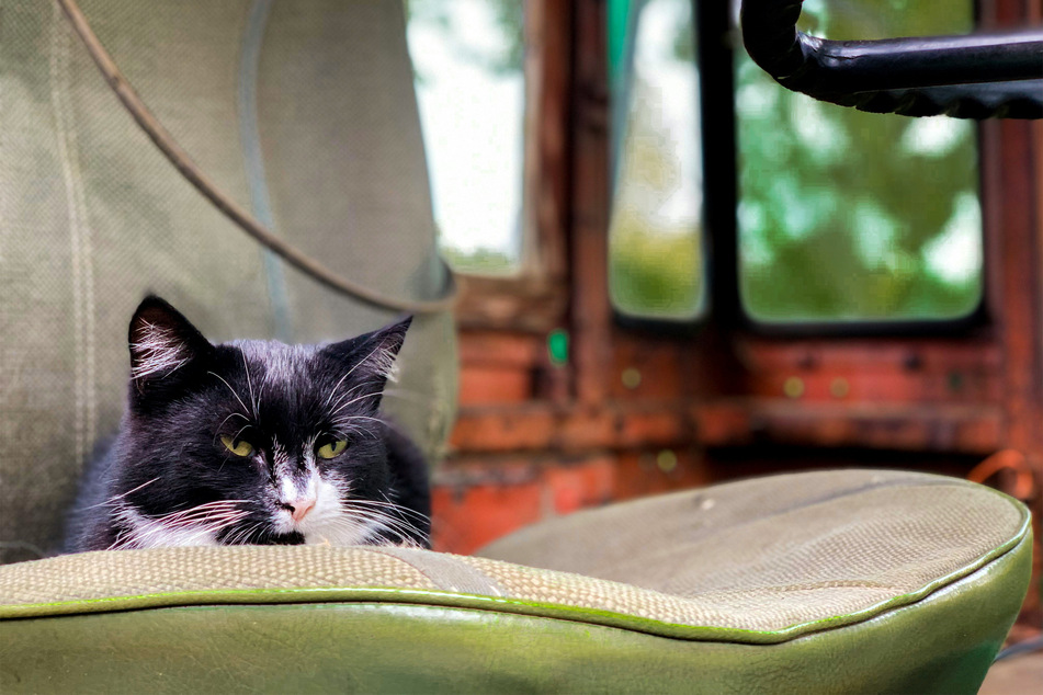 Even if your cat is feeling a little bit old, it won't fear its mortality.