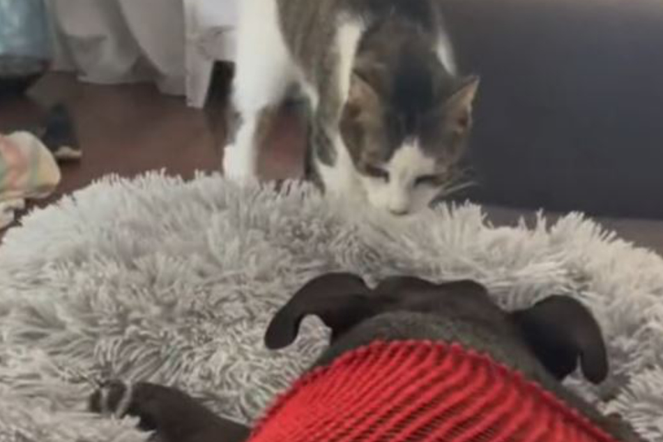 Cat's tender goodbye to dying dog BFF has TikTok sobbing