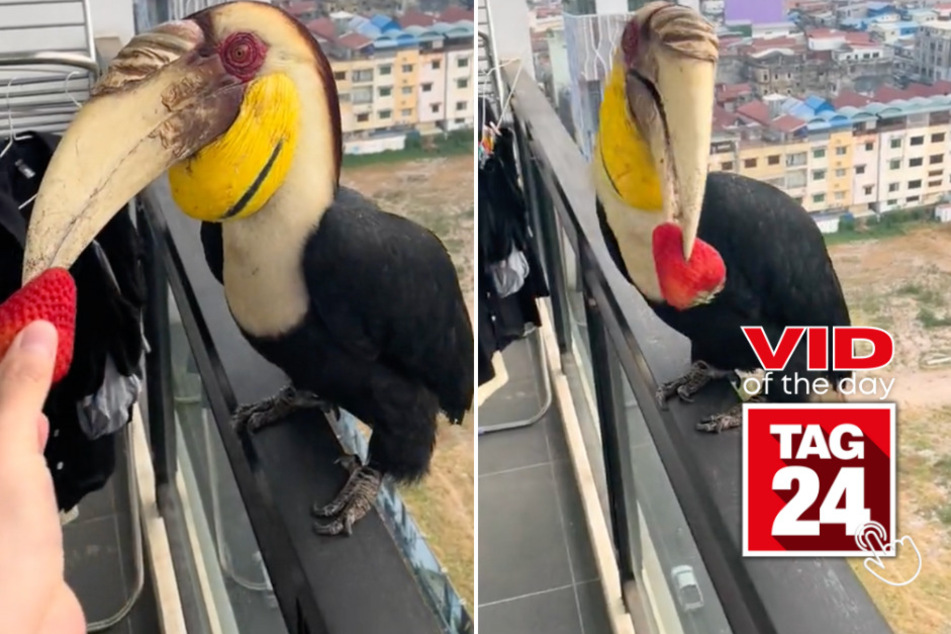 Viral Video of the Day for June 6, 2024: Bird "dinosaur" gets fruity treat from stranger on balcony!