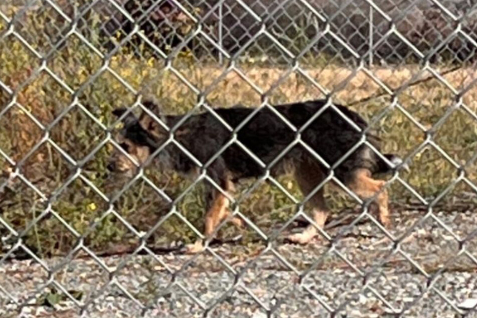 This dog evaded a seasoned animal rescuer for days.