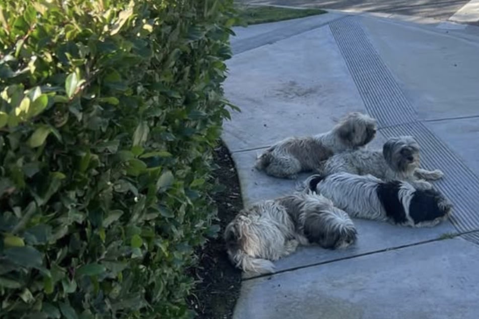Abandoned dogs spotted in rough shape next to a road – can rescuers help them before it's too late?