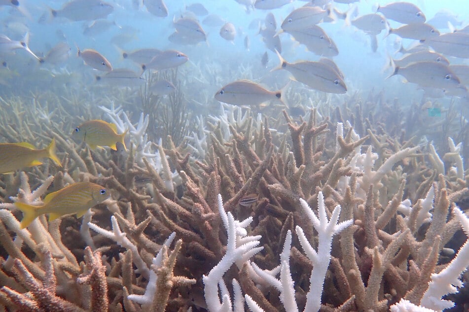 Elkhorn and staghorn corals have gone "functionally extinct" after a record-breaking ocean heat wave in 2023.