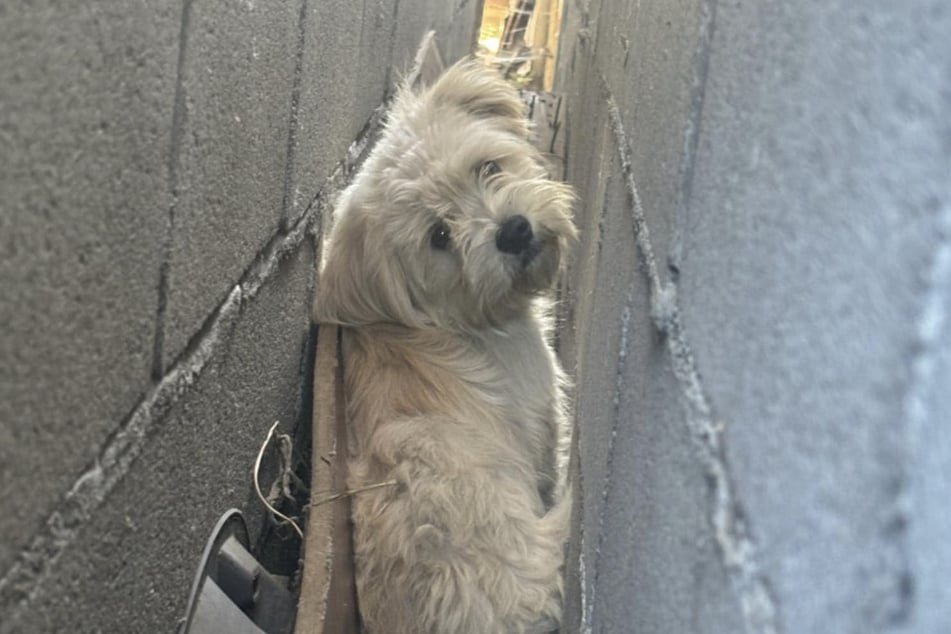 This little dog was stuck between two walls for several days as the temperatures rose to unbearable heights.