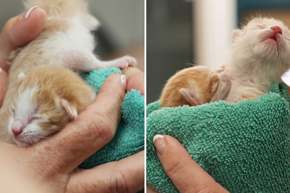The poor kittens were abandoned just a few days after they were born.