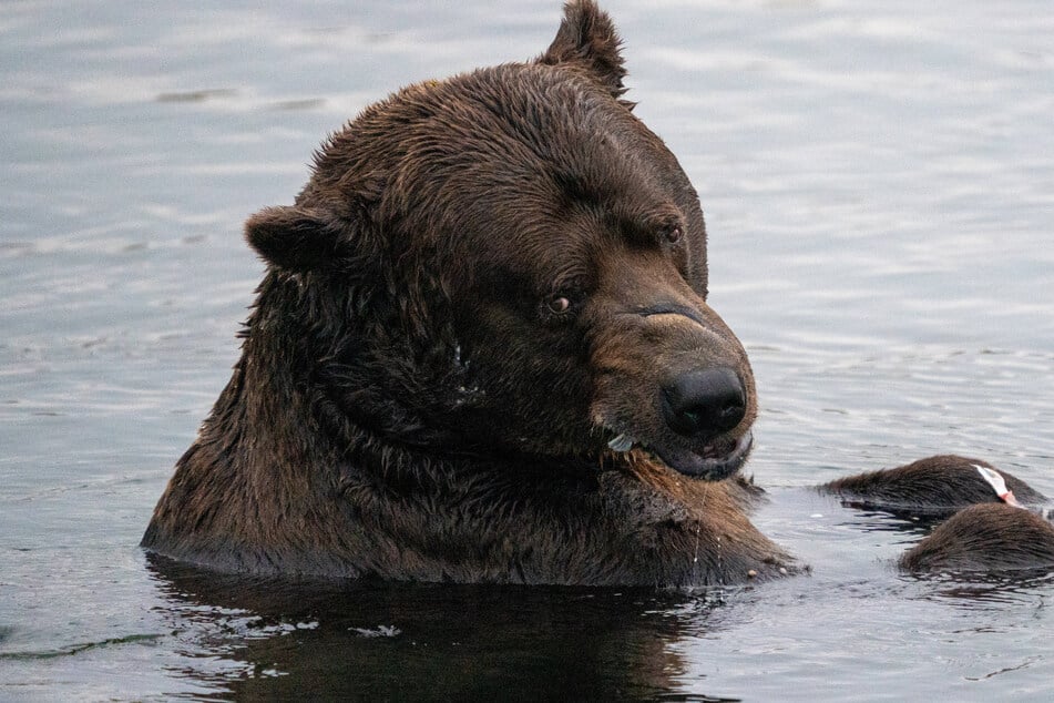 Bear 32 – AKA Chunk – pictured eating in 2023. The defending champ will return to reclaim his Fat Bear Week title in 2026!