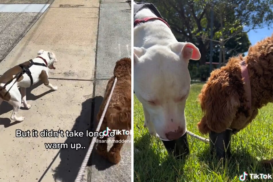 Winnie and Chips had a lot of fun on their date.